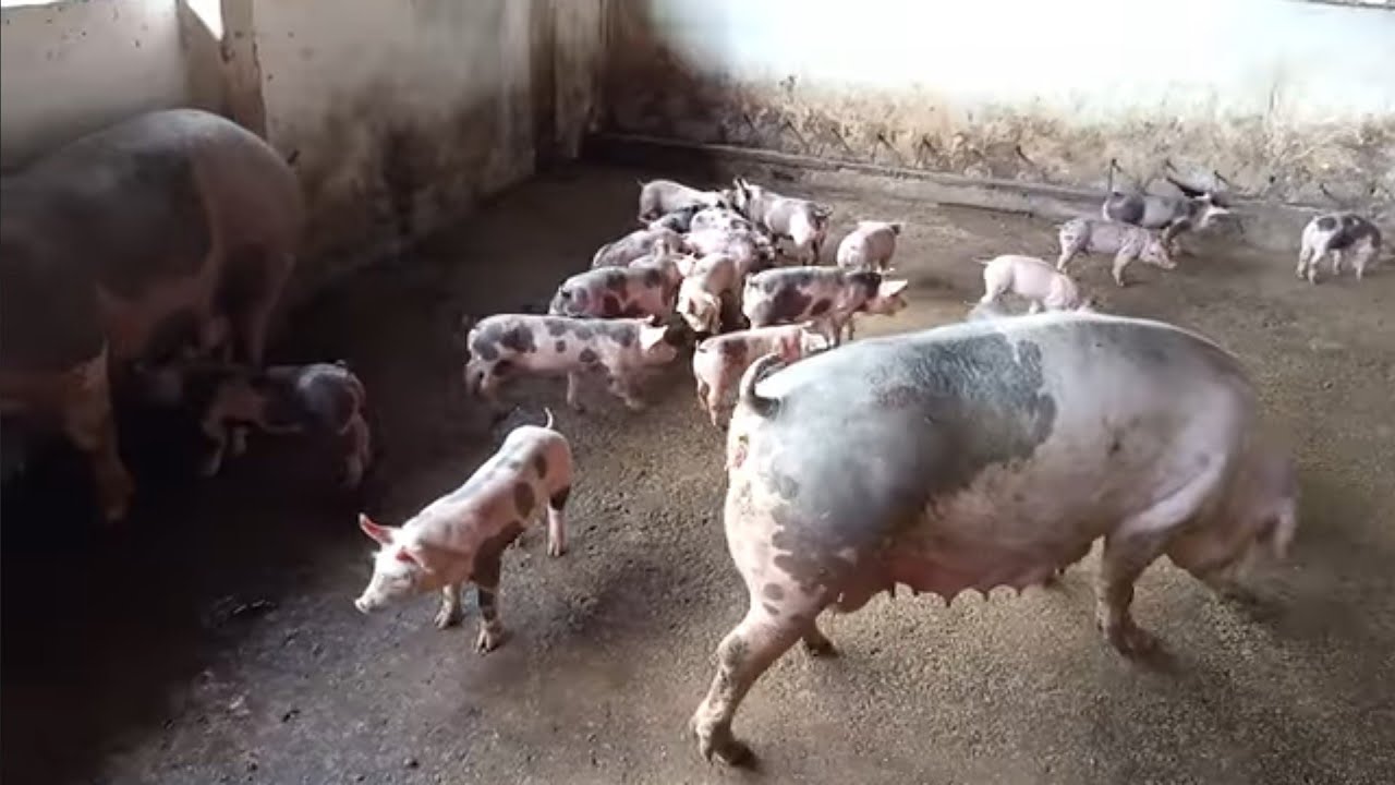 Hoje foi dia de tirar as porcas da maternidade 