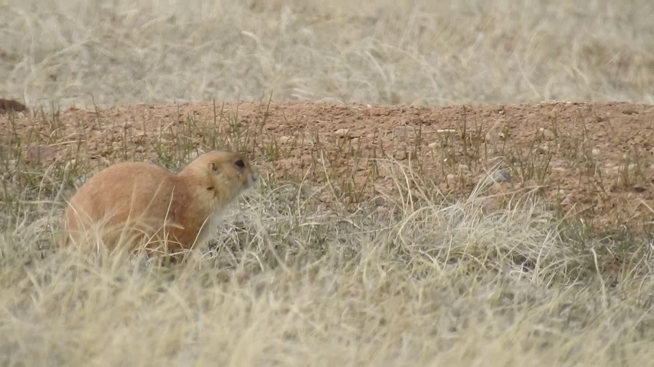 DSCN5166 Prairie-dog, 4/19/18, Custer SP, SD