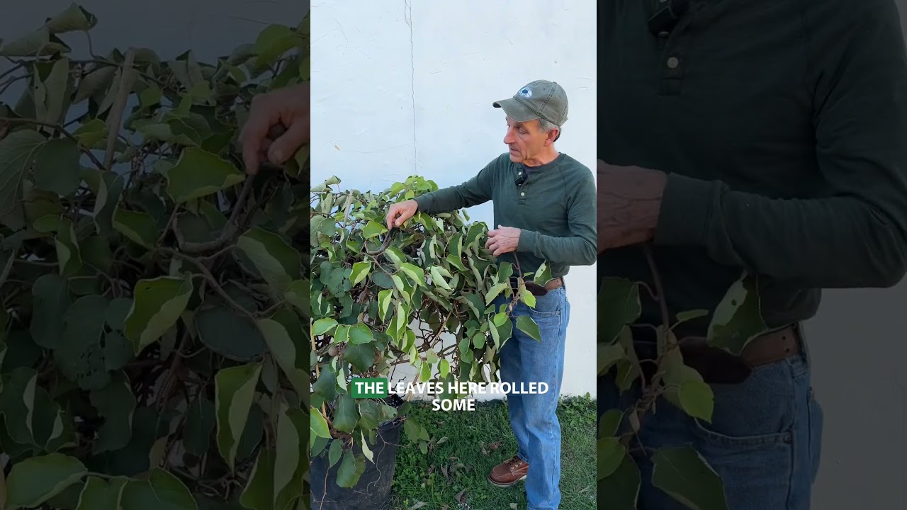 Grow Your Own Kiwi 🥝 #gardening #growfruit #hardyplant
