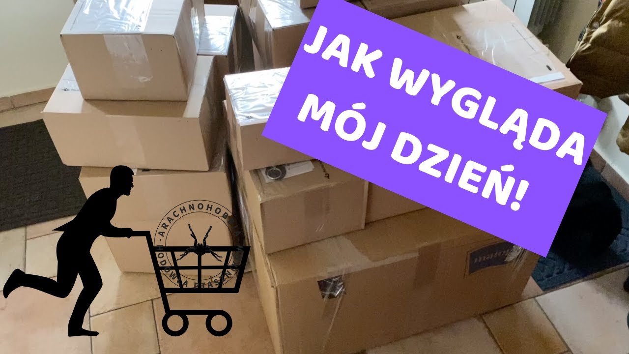 DZIEŃ Z ŻYCIA WŁAŚCICIELA SKLEPU INTERNETOWEGO! |ARACHNOHOBBIA|
