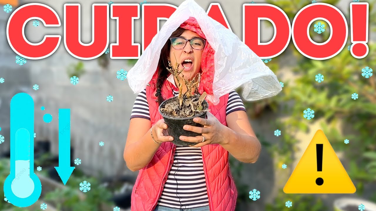 9 CUIDADOS para PROTEGER tus PLANTAS Contra el FRÍO ❄️