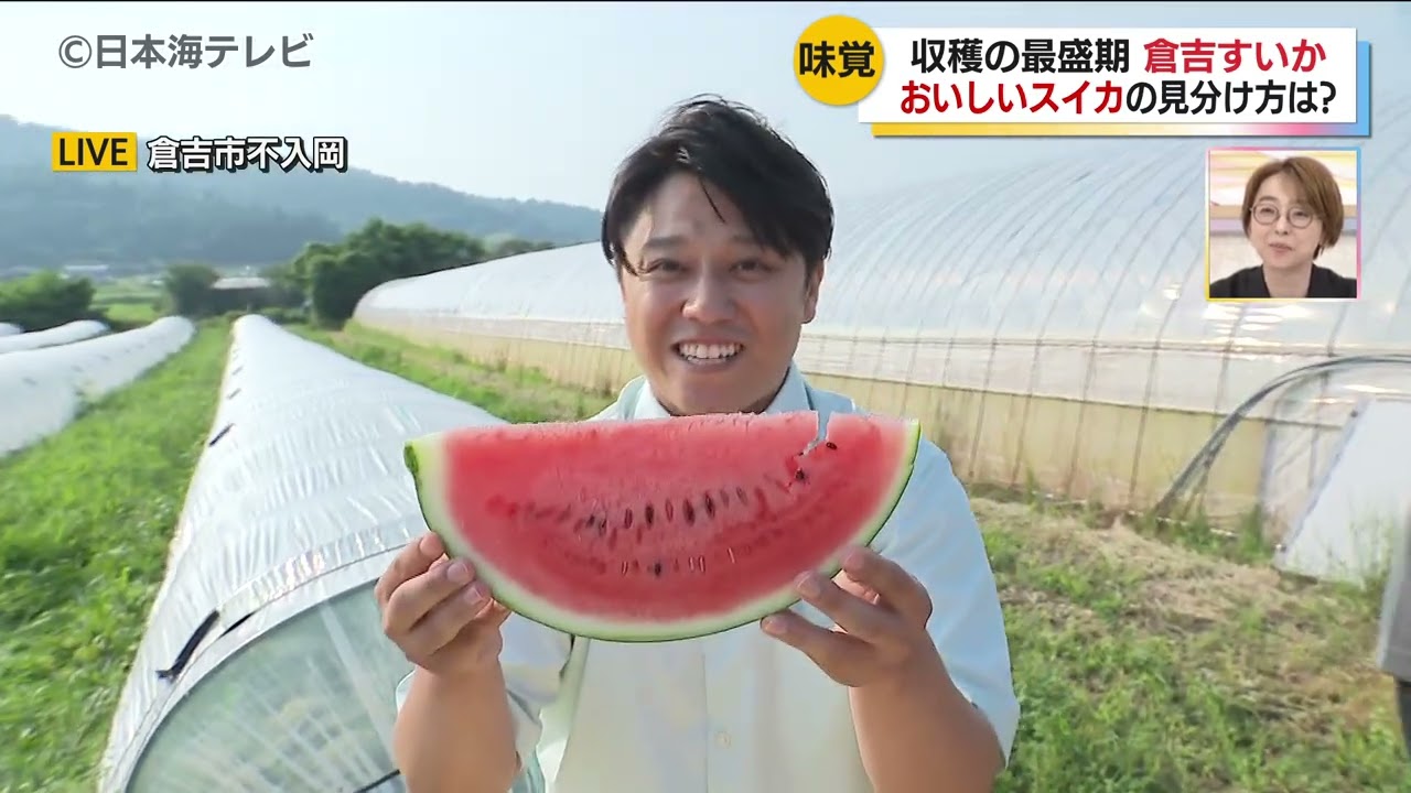 【中継】収穫の最盛期「倉吉すいか」新品種も登場 ｜ 鳥取県倉吉市