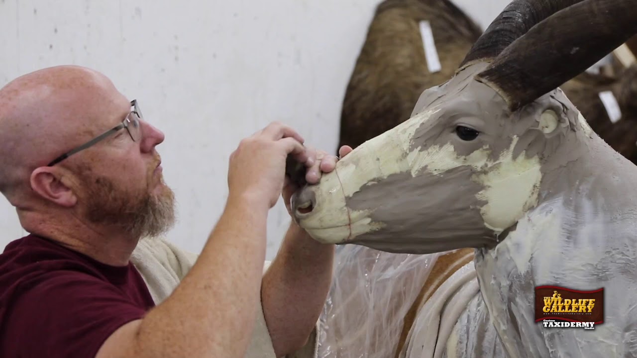 Taxidermy Time Lapse - Mounting a Bongo