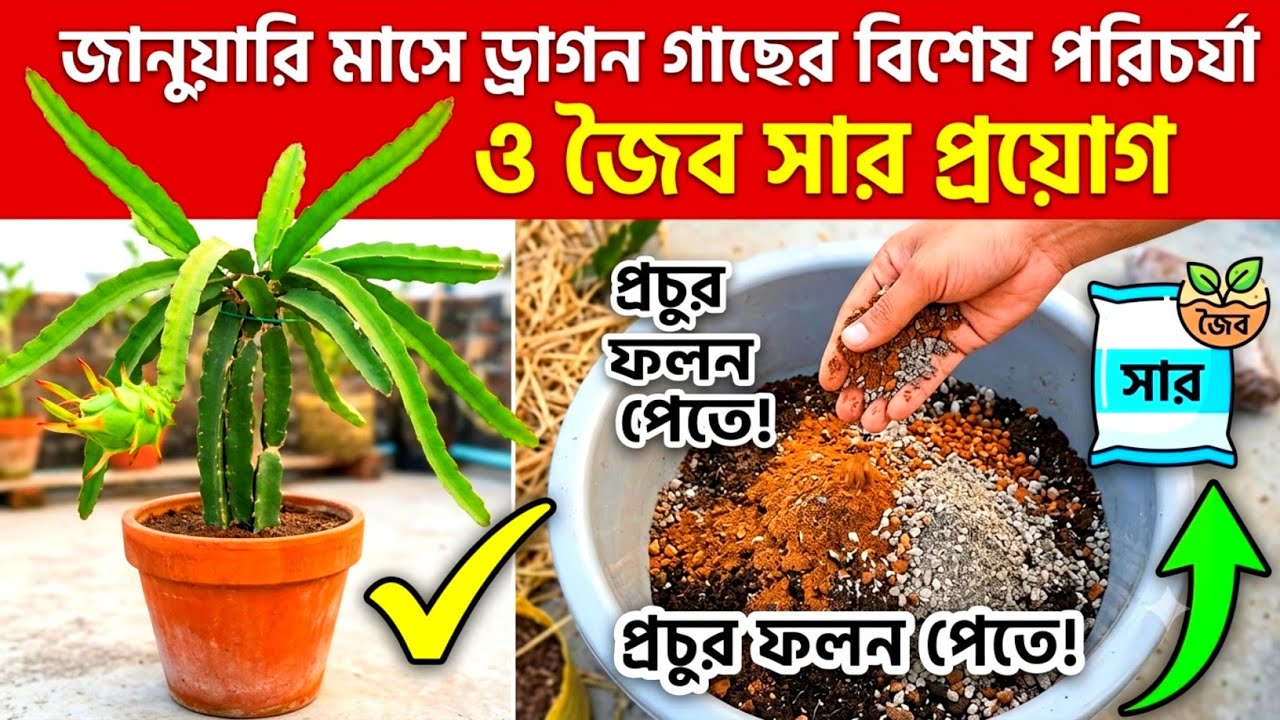 জানুয়ারি মাসে ড্রাগন গাছের বিশেষ পরিচর্যা ও জৈব সার প্রয়োগ