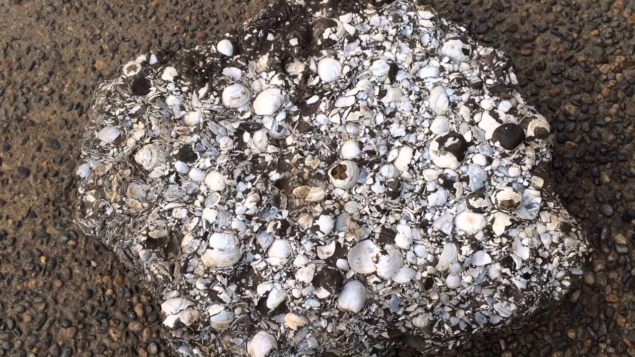 Fossil Clams In Mudstone Matrix - Santa Cruz Co.