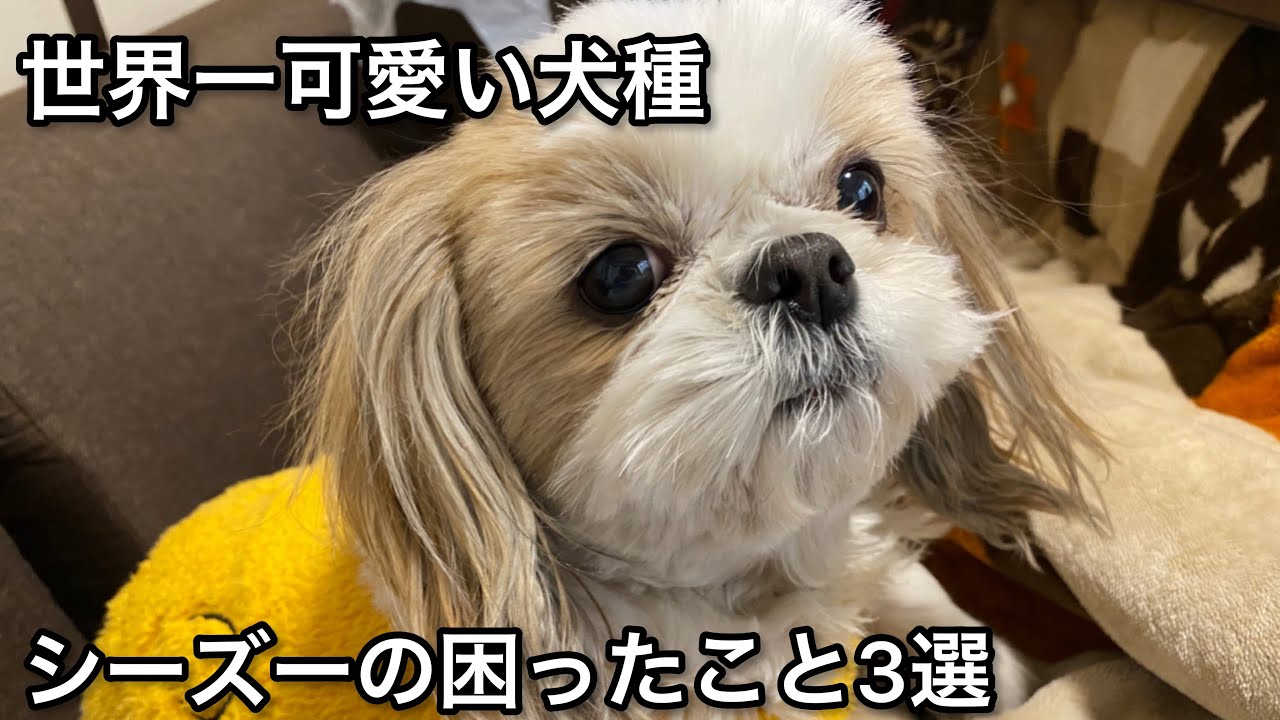 シーズーを飼う前に絶対見る動画！飼っていて大変な事【困った所3選】