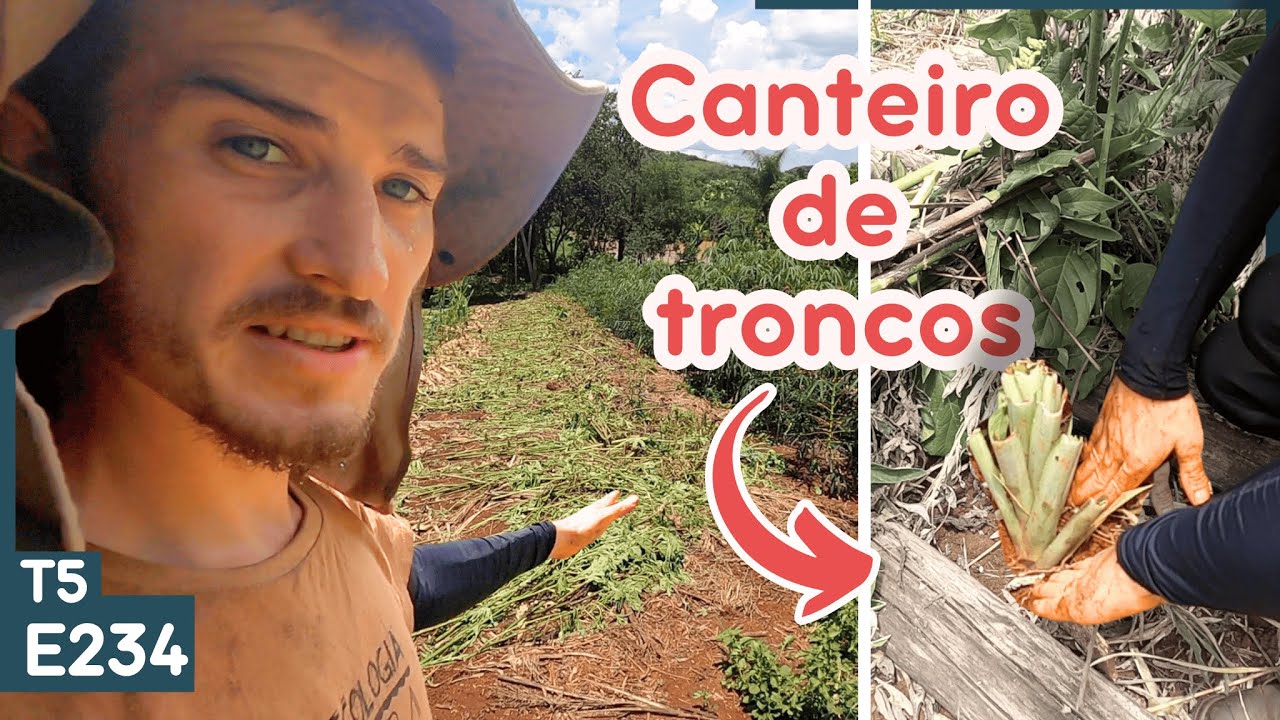 Aproveitamos um canteiro do SAF grãos para plantar abacaxi