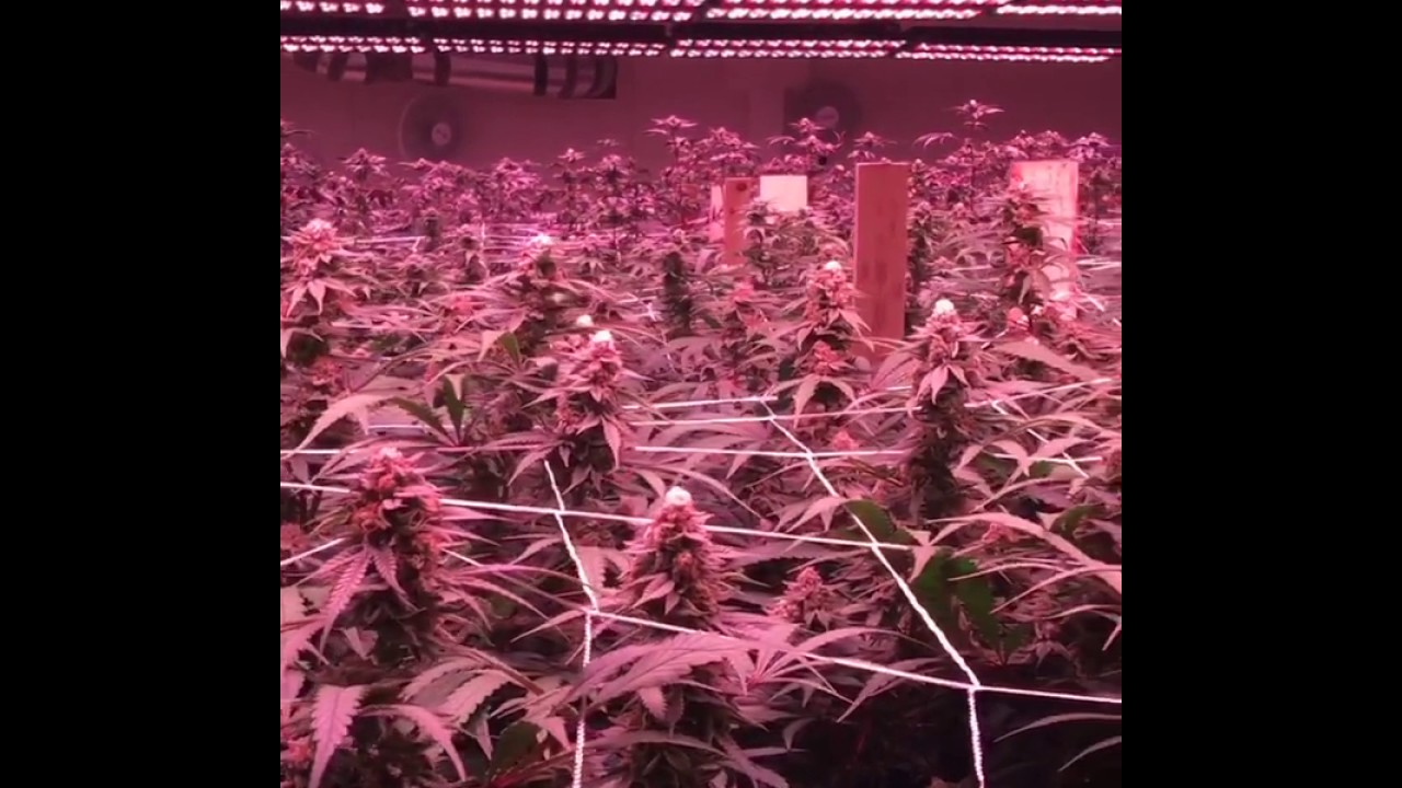 VividGro&reg; LED Grow Lights - Flower Room - VividGro V2 Grow Lights