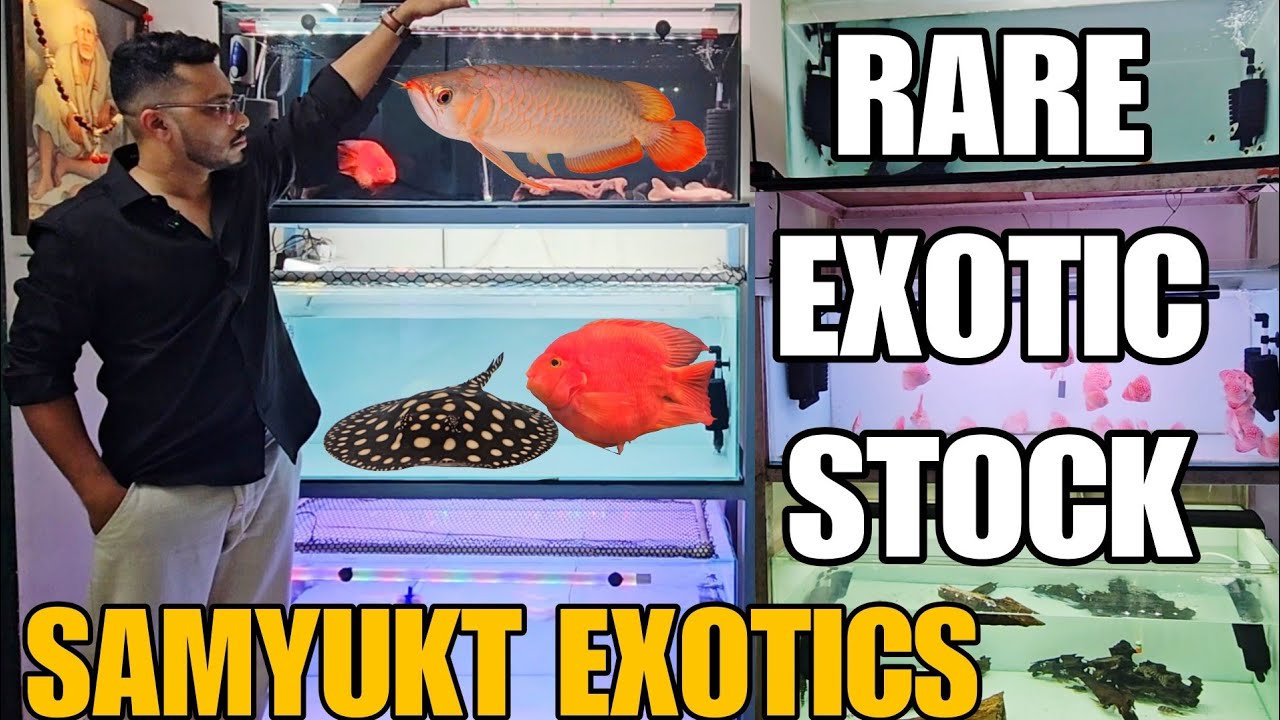 Rare & Best Quality Exotic Aquarium Fish Stock At Samyukt Exotics In Mumbai