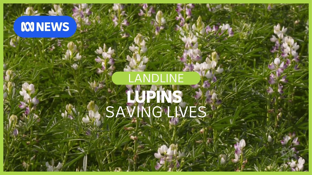 Lupins: a new weapon in the fight against malnutrition in seniors in aged care? Landline | ABC News