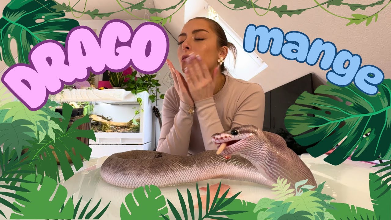 MON PYTHON MANGE UN BABY RAT