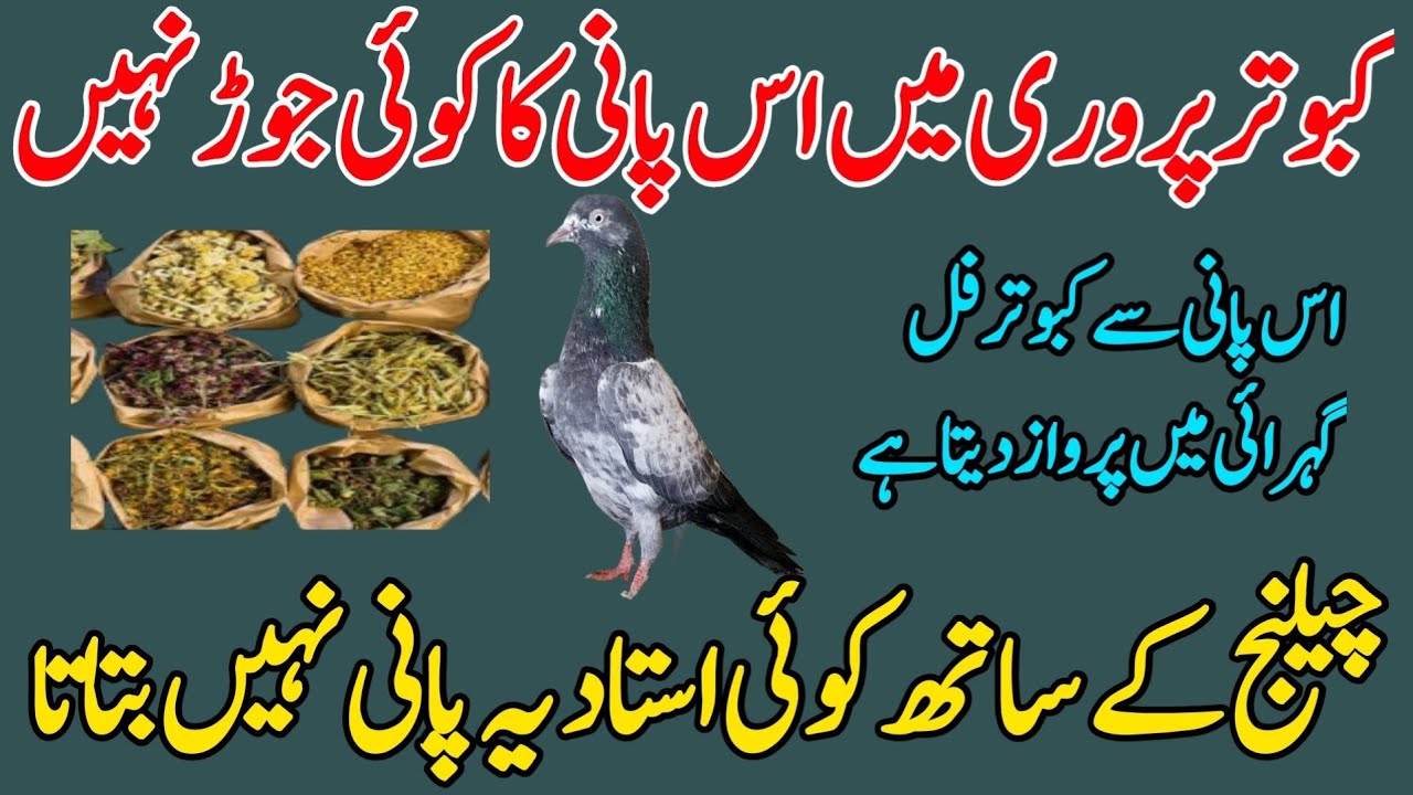 KABOOTAR PARWARI ME IS PANI KA KOI JOR NAHI 