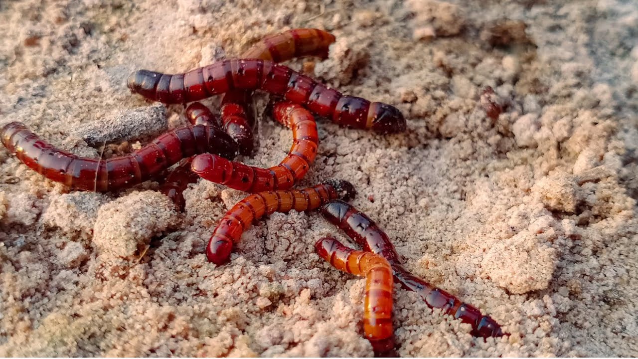 Cockroach,Lava Worm,Worm #insects