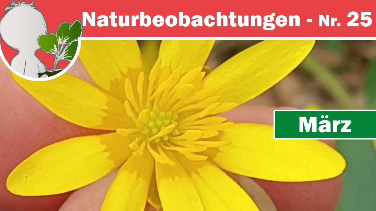 Naturbeobachtungen 25 - 