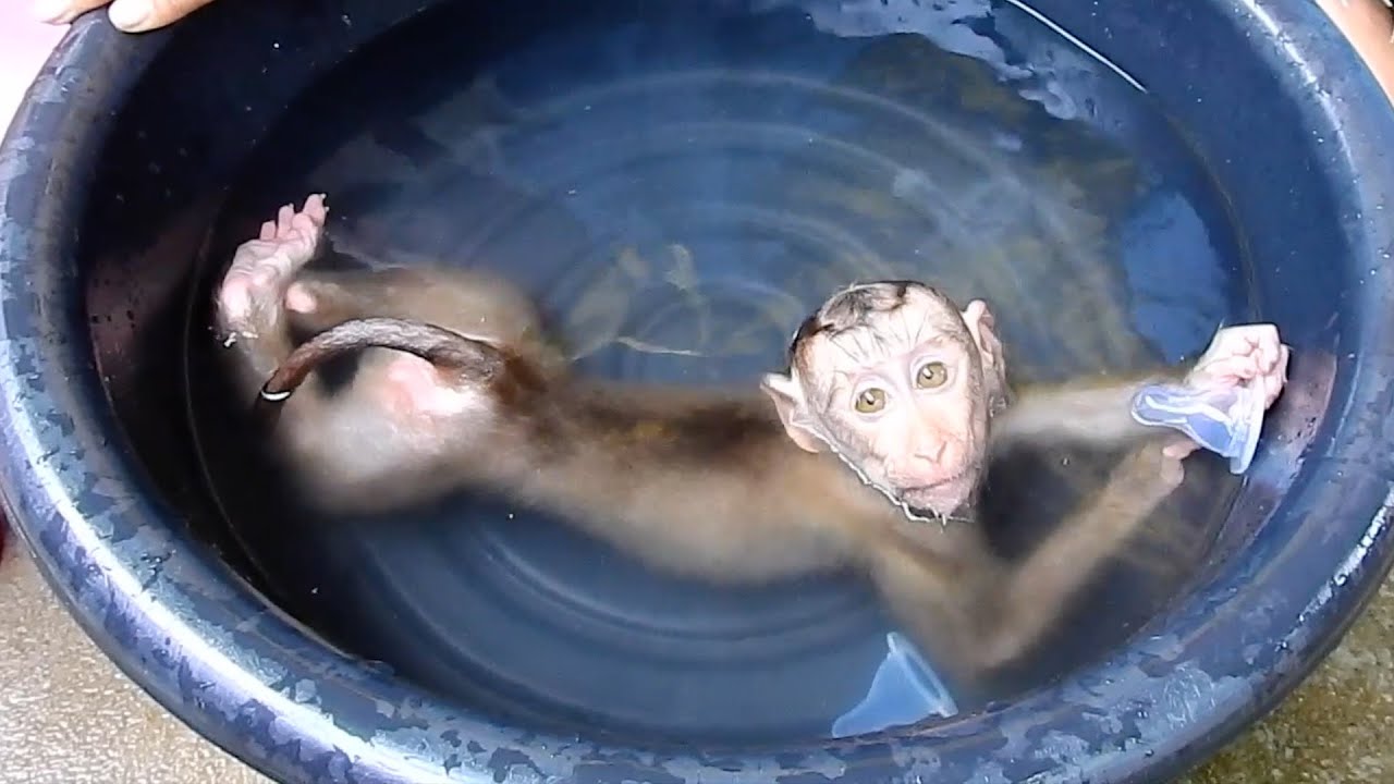 Baby monkey Jessy so relax and overjoyed her morning bath