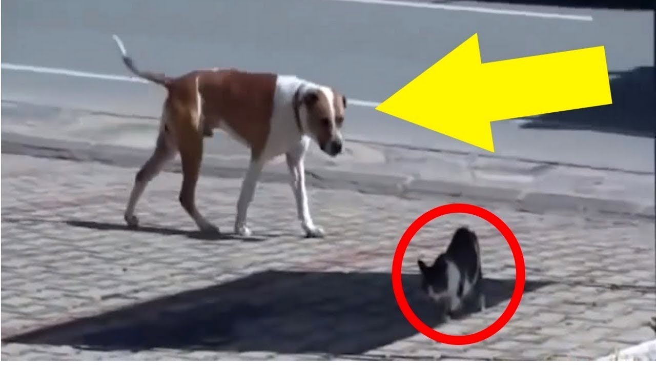Hund entdeckt eine verletzte Katze auf der Straße und tut etwas Unglaubliches!