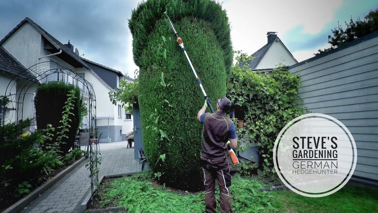 🌿We're getting GRANDPA'S big thuja BACK into SHAPE Before | After Stihl HSA86 🔋
