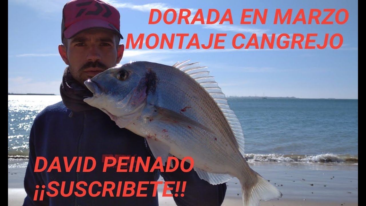 Dorada en Marzo, Montaje Cangrejo para zona de Piedra