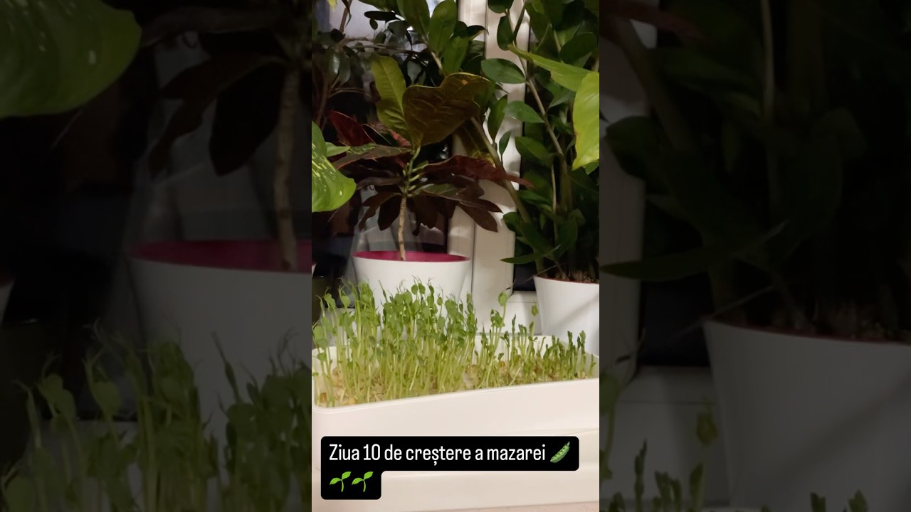 #microplante