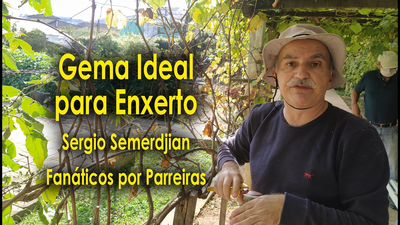 Enxertia de Videira, Gema Ideal aprenda a escolher com Sergio Semerdjian