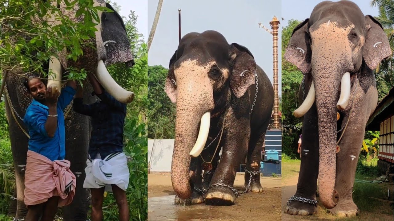 ബ്രഷ് കൊണ്ടുവന്നപ്പോൾ തന്നെ കാര്യം ആനക്ക് പിടികിട്ടി | Guruvayur Gokul Kerala Elephant