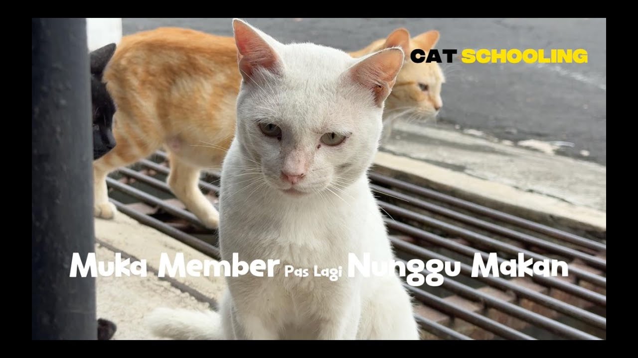 Muka-muka member CAT SCHOOLING pas lagi nunggu/nggak makan