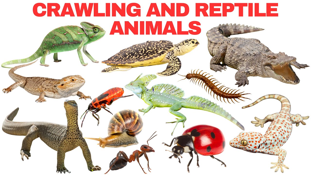 Crawling and Reptile Animals for Kids | Crawling Animals and Reptiles Learning Video