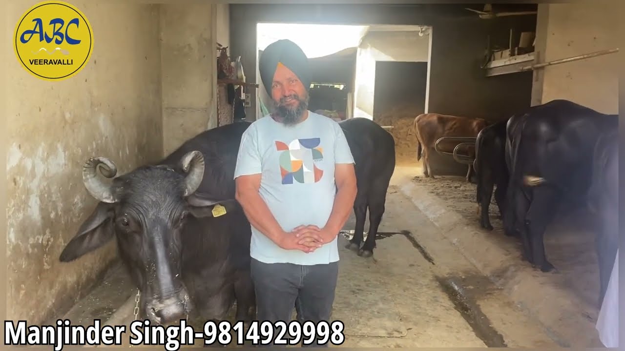 ਡਾਕਟਰ ਜਗਜੀਤ ਸਿੰਘ ਦੇ ਫਾਰਮ ਤੇ ABC VEERAVALLI ਦੇ KHAN ਝੋਟੇ ਦਾ RESULT, RAKA ਤੇ ABHIMANYU ਵੀ ਫਾਰਮ ਲਈ ✌️✌️