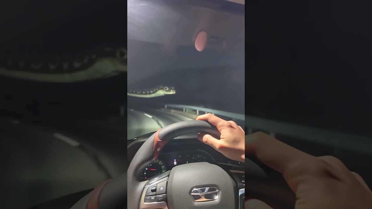 POV Horror: Driver Encounters Giant Python on a Dark Road at Night!