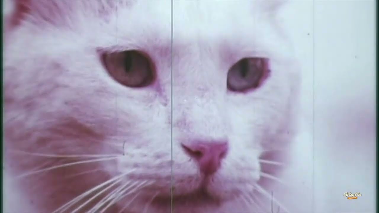 A Film About Cats For Cat Lovers | A Brief History of Cats | 1970s