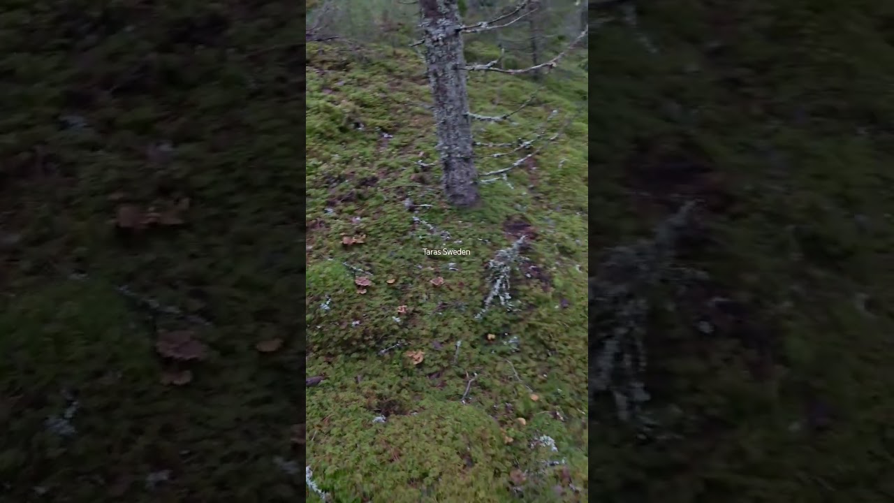 Дуже смачні гриби лисички трубчаті #гриби #лисички