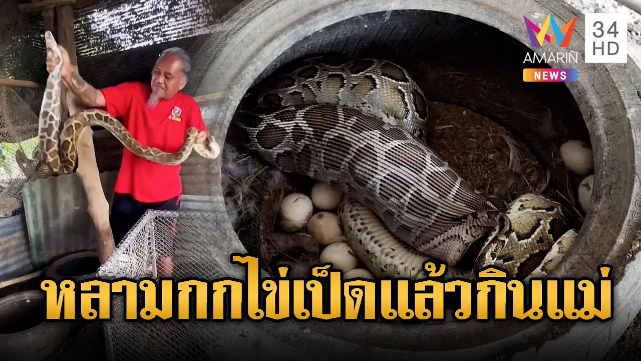 ประหลาด งูหลามกกไข่เป็ด แล้วกินแม่ | ข่าวอรุณอมรินทร์ | 13/9/68