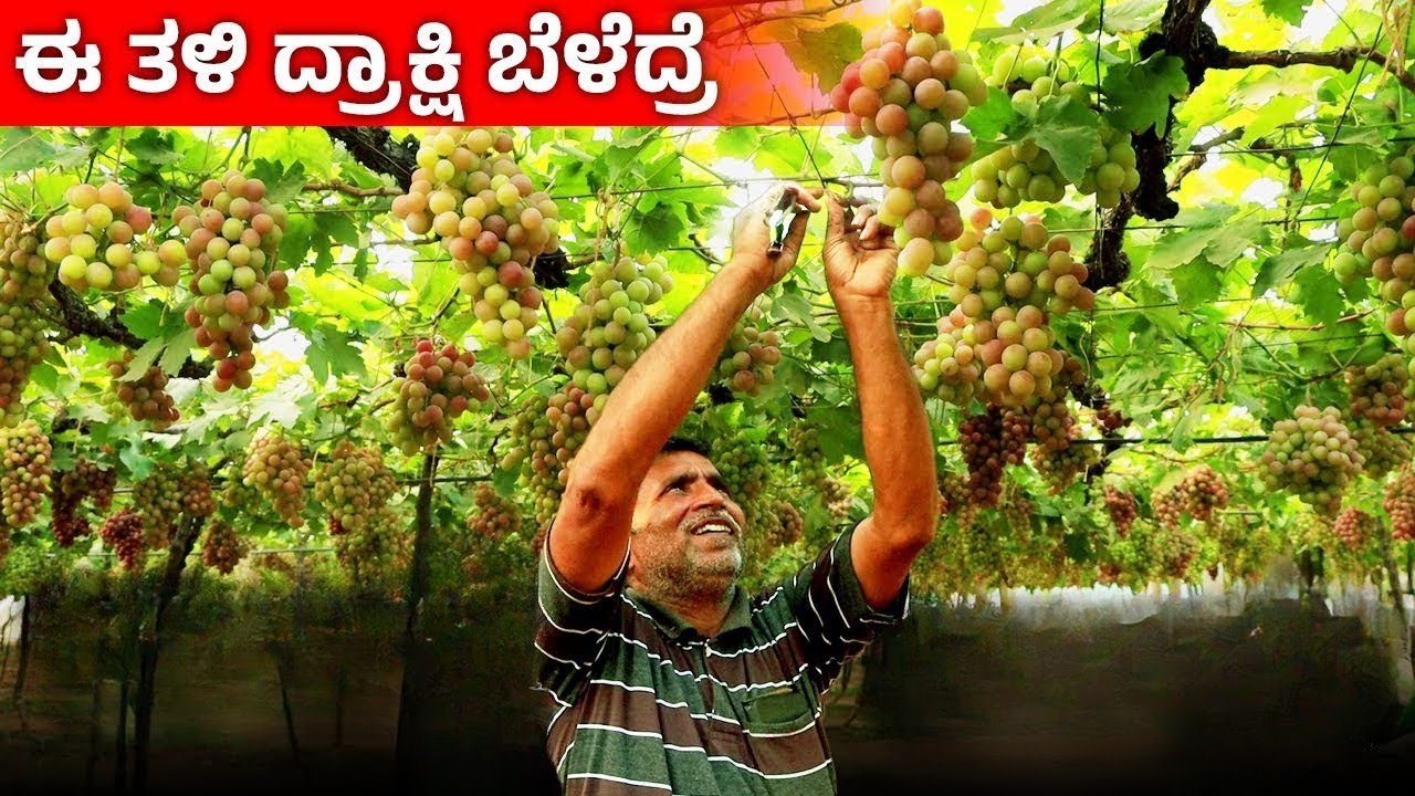 Grape Farming Techniques In Kannada |Modern Agricultural Technology| Cultivation & Harvesting Grapes