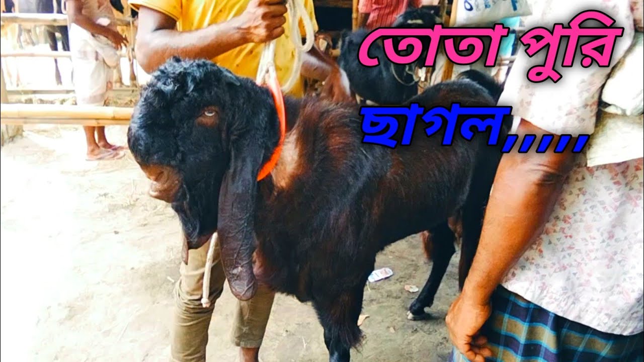 17/09/2025 বিগ বাজেট 70 হাজার টাকা তোতা পুরি ছাগল,,,,,,,,,,,