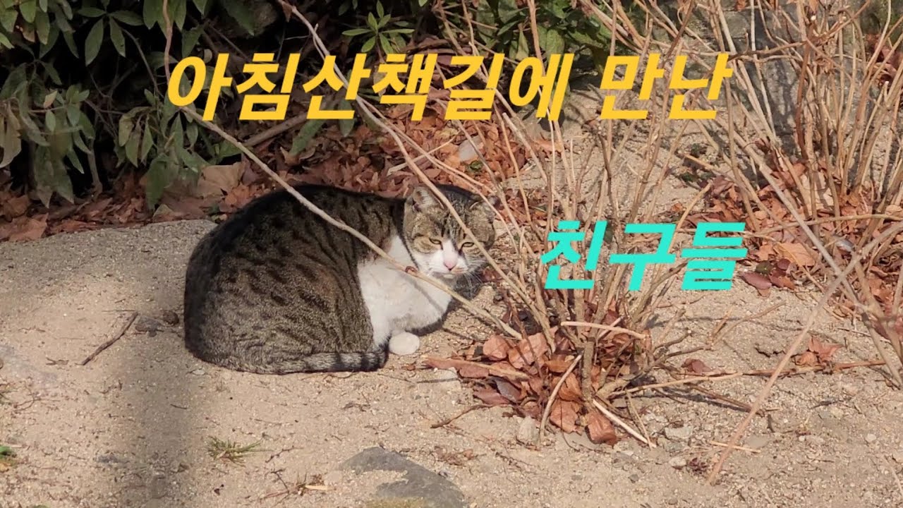 아침산책길에 만난 친구들 