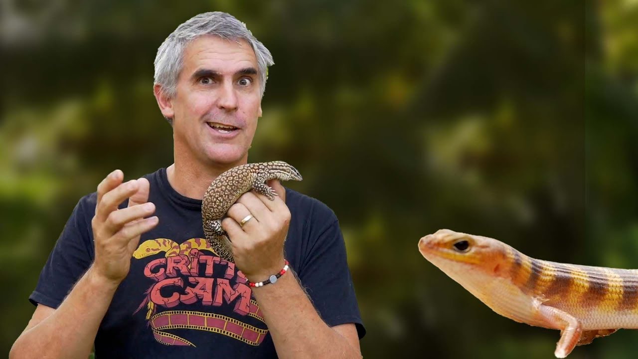 BIZARRE Australian Skinks & Geckos - CrittaCam