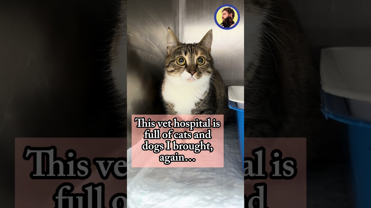 The vet hospital is full with rescued dogs and cats I brought there