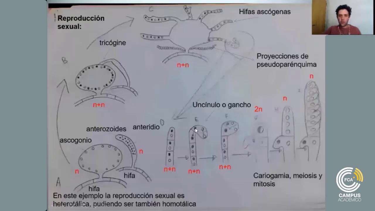 Generalidades de Ascomycota I (Parte 3)