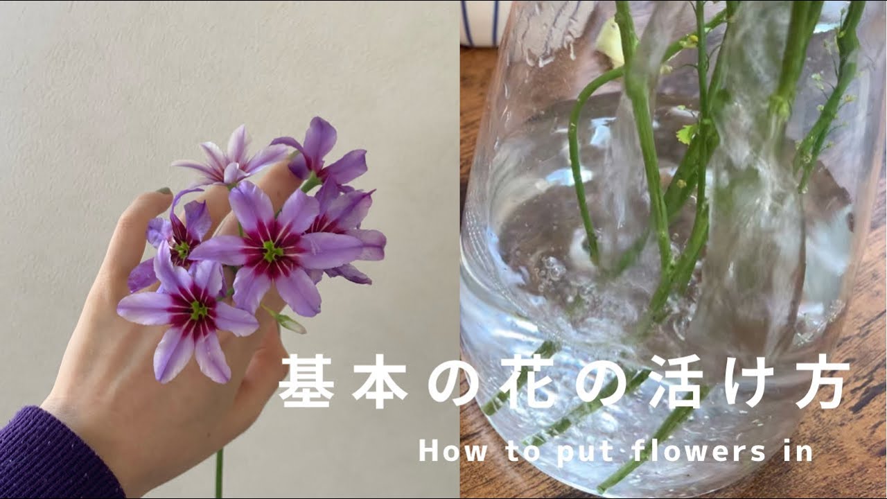 【How to】基本的な花の管理方法/花のある暮らしの始め方