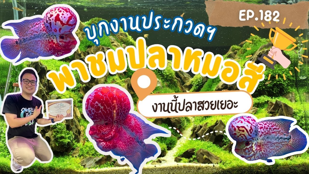 EP.182 พาชมปลาแชมป์งานประกวดปลาหมอสี ตัวสวยเพียบบ 🏆