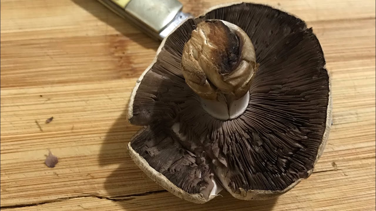 Çayır mantarı mera mantarı Agaricus  at evlek evlek mantarı