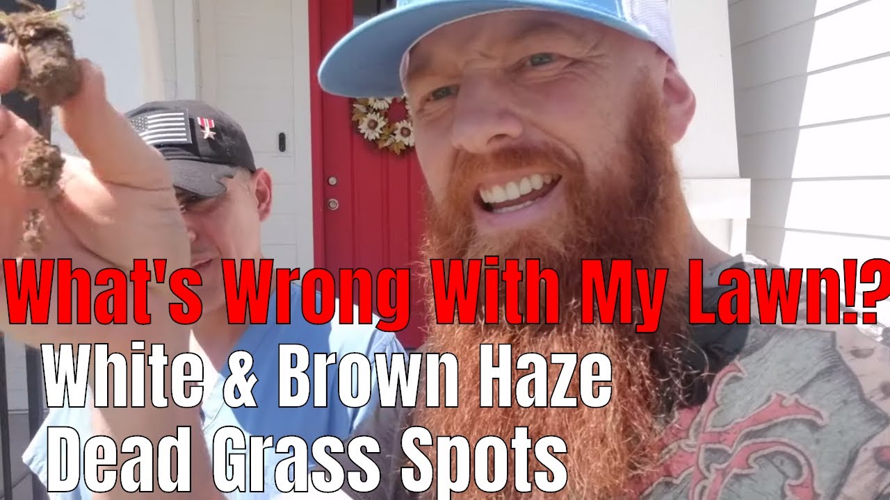 DIY how to fix leaf blight, melting out, shallow roots.  What's wrong with my lawn.  Brown haze