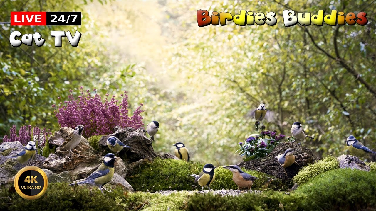 🔴24/7 LIVE Cat TV 😺 Bird Feeder in the Quiet Forest 🐦🌿