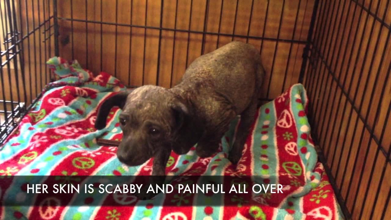 Arizona Small Dog Rescue DOLLY