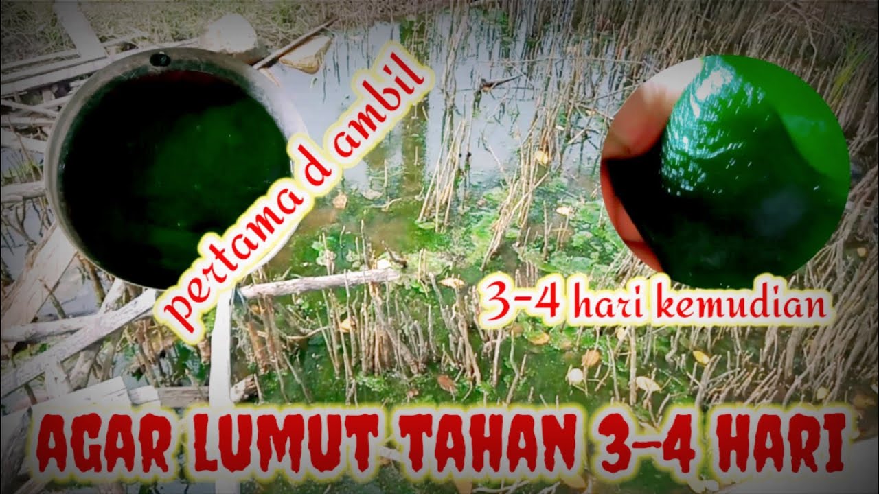 CARA MERAWAT LUMUT AGAR TAHAN 3-4 HARI | IRA AGUS SUARA