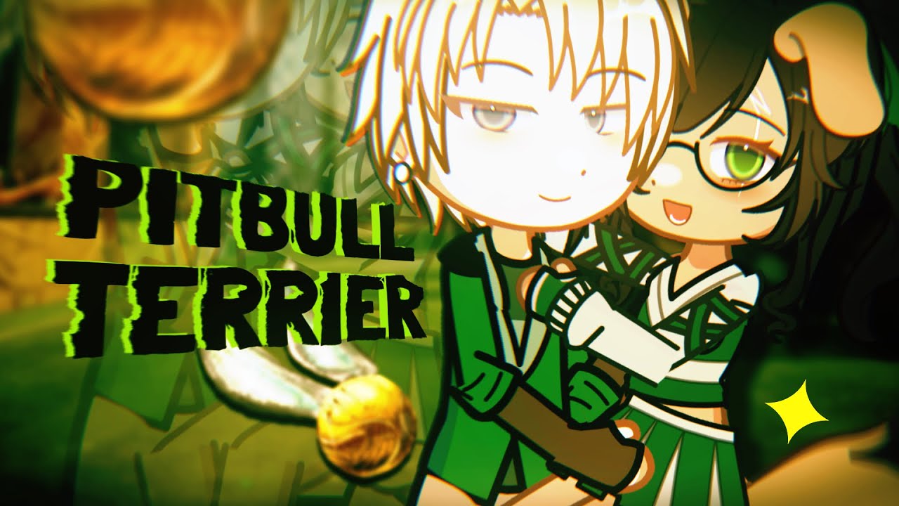 PITBULL TERRIER — DRARRY