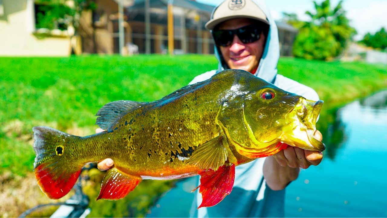Catching GIANT EXOTIC FISH In Ultra Clear Water Canals (exciting)