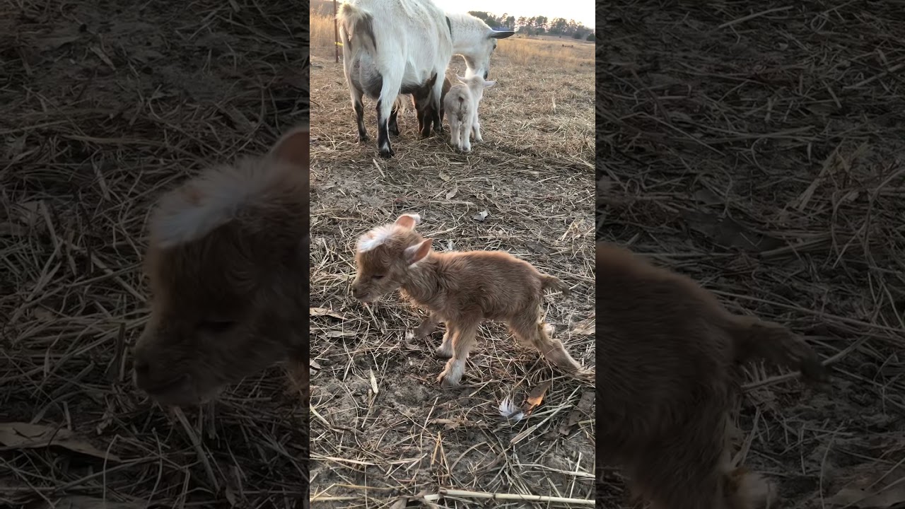 Premature Baby Goat #prematurebaby #goat #