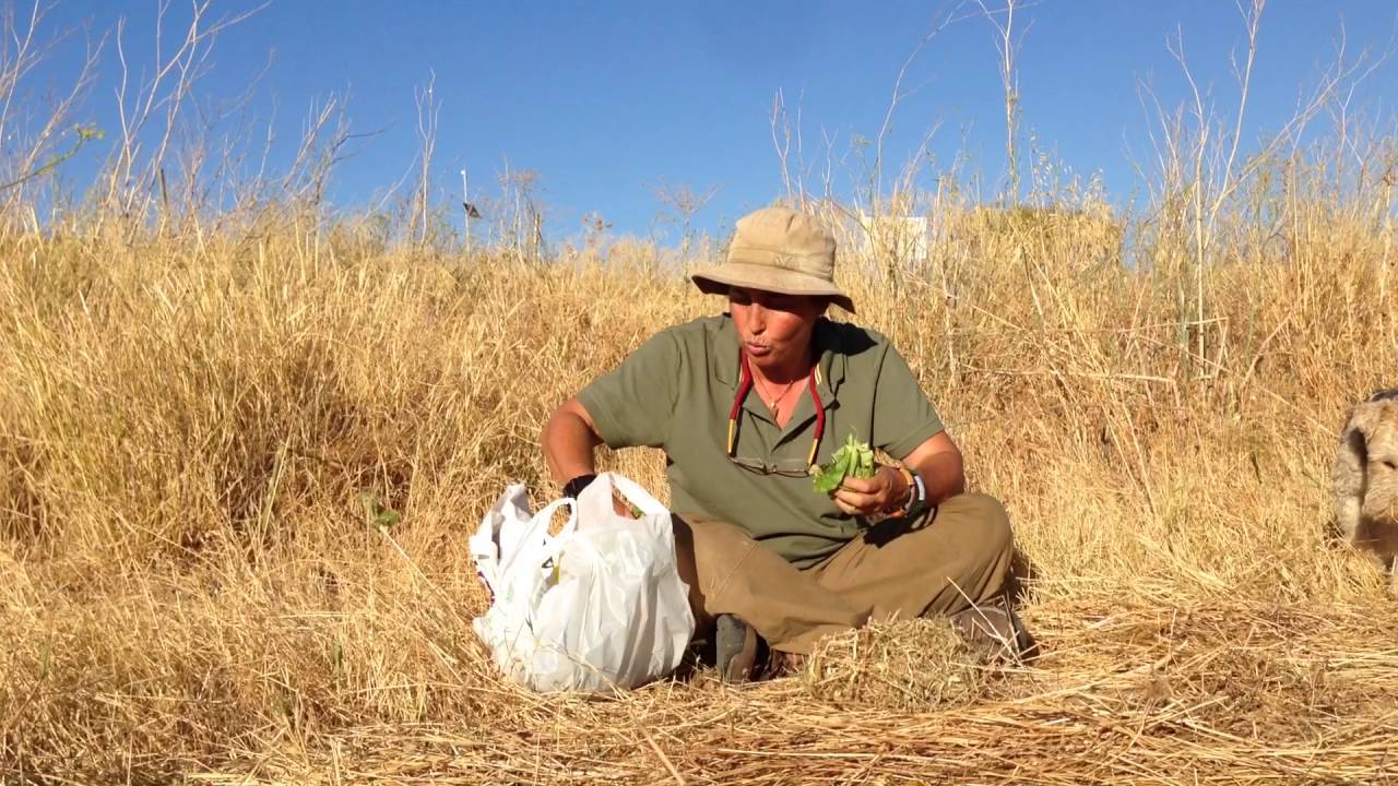 ALIMENTACIÓN DE CONEJOS -Veterinario animales exóticos