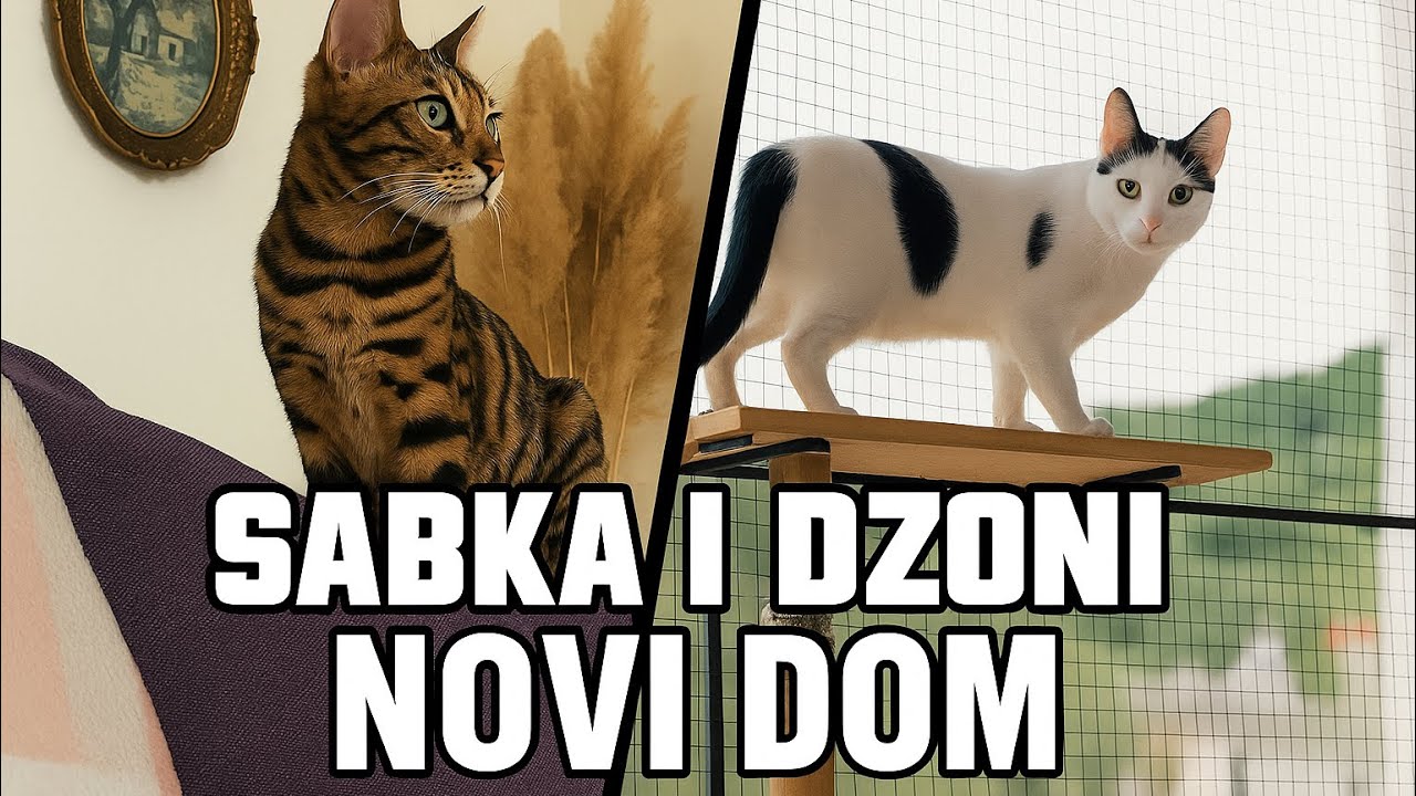 Preselili smo Sabku u Vršac - novi dom